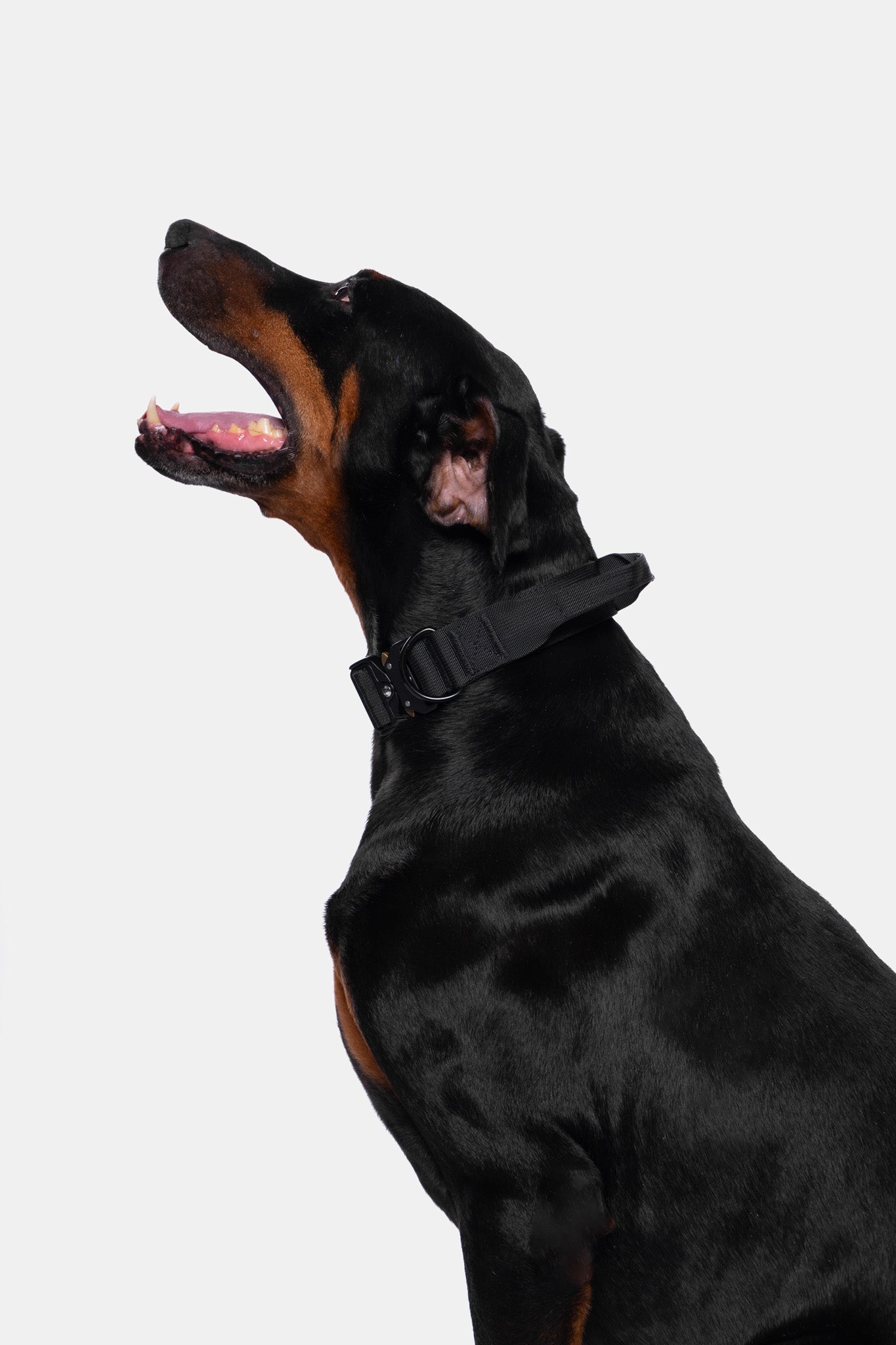 KFKF Tactical Dog Collar - Image 3